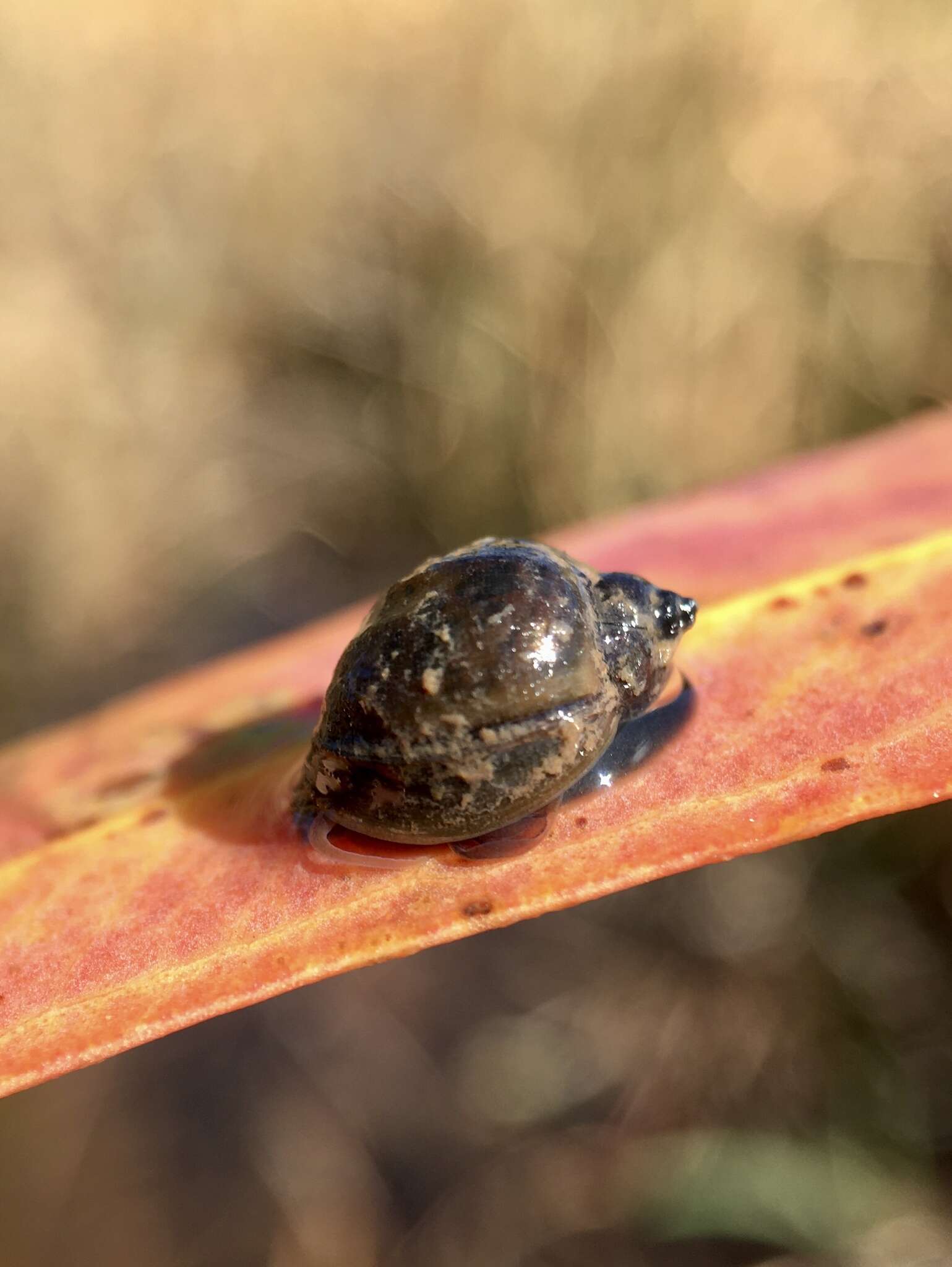 Image of Isidorella hainesii (Tryon 1866)