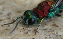 Image of Chrysis viridula L.