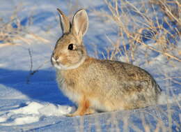 Image of Mountain Cottontail