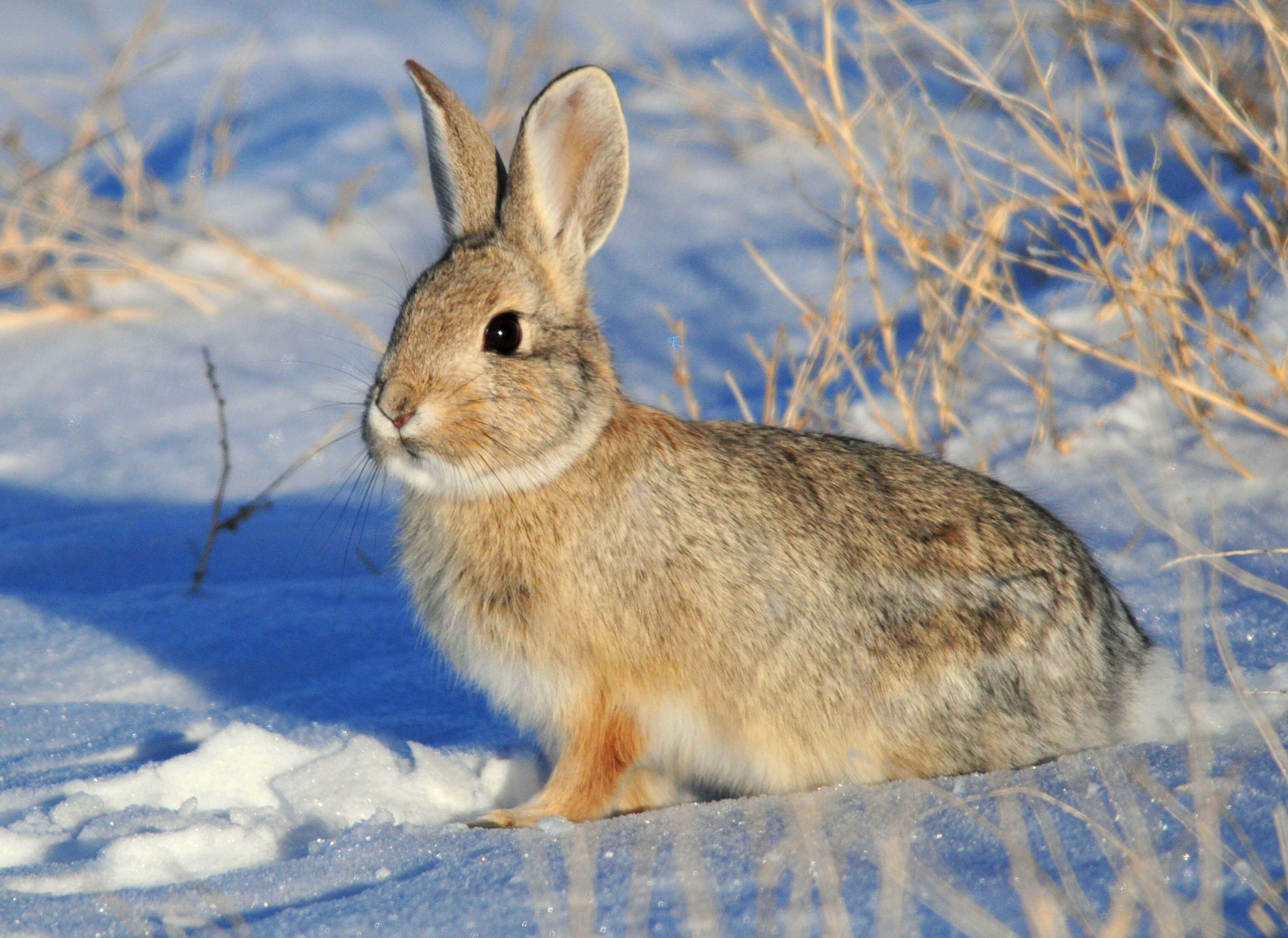 Image of Mountain Cottontail