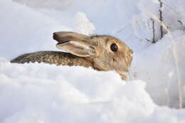 Image of Mountain Cottontail