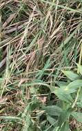 Image of creeping bentgrass