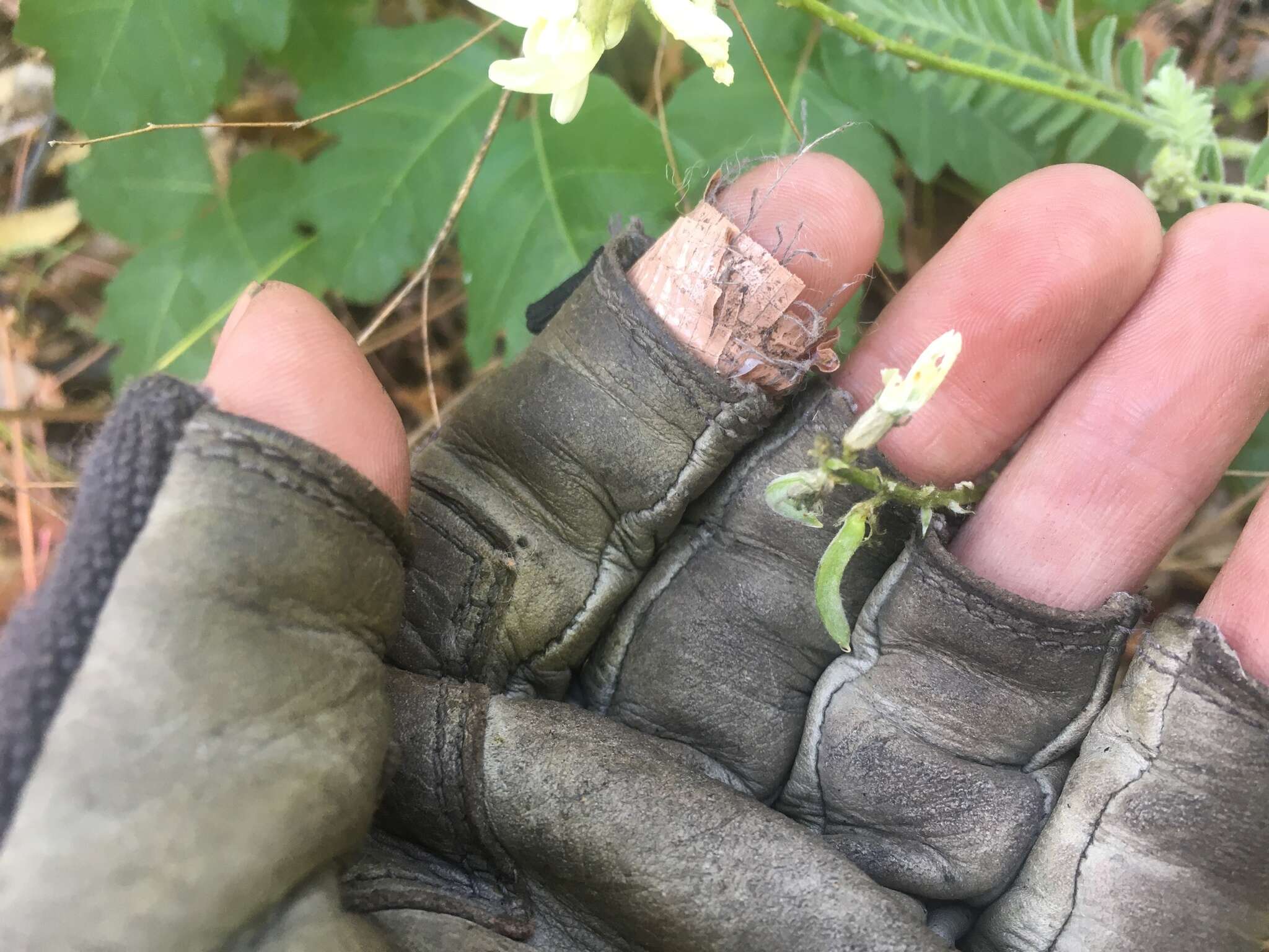 Image of Congdon's milkvetch