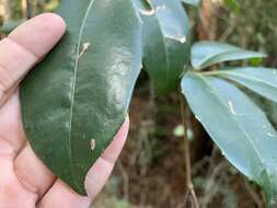 Image of Tetrastigma nitens (F. Müll.) Planchon