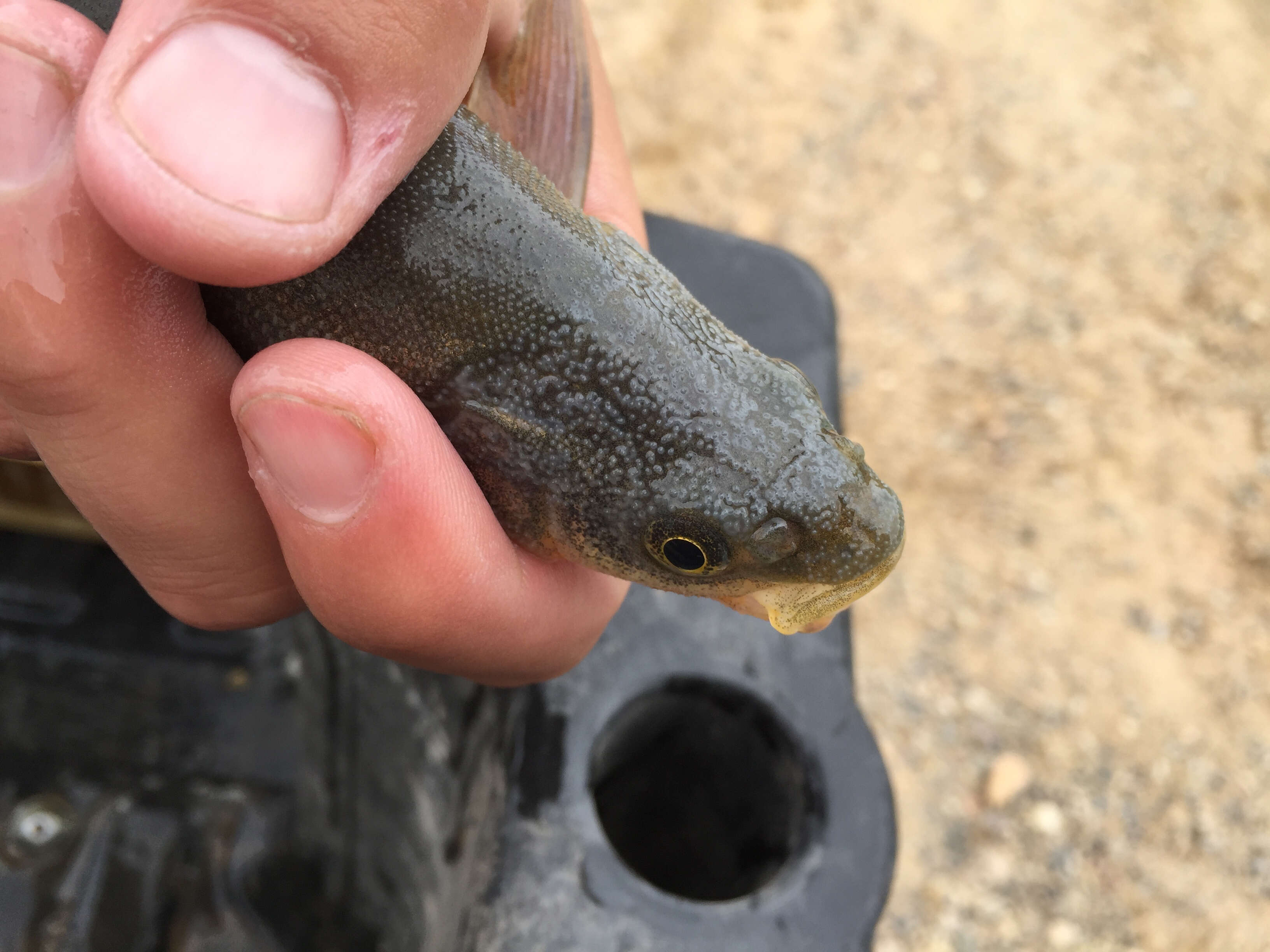 Image of Bonytail Chub