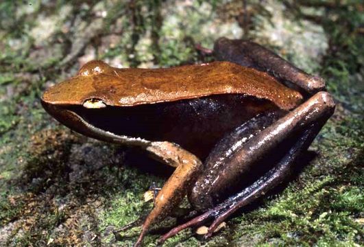 Image of <i>Mantidactylus melanopleura</i> (Mocquard 1901)