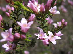 Image of Boronia capitata subsp. clavata P. G. Wilson