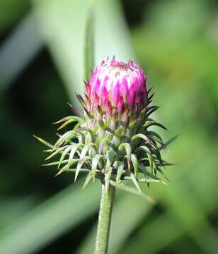 Imagem de Cirsium nipponicum (Maxim.) Mak.