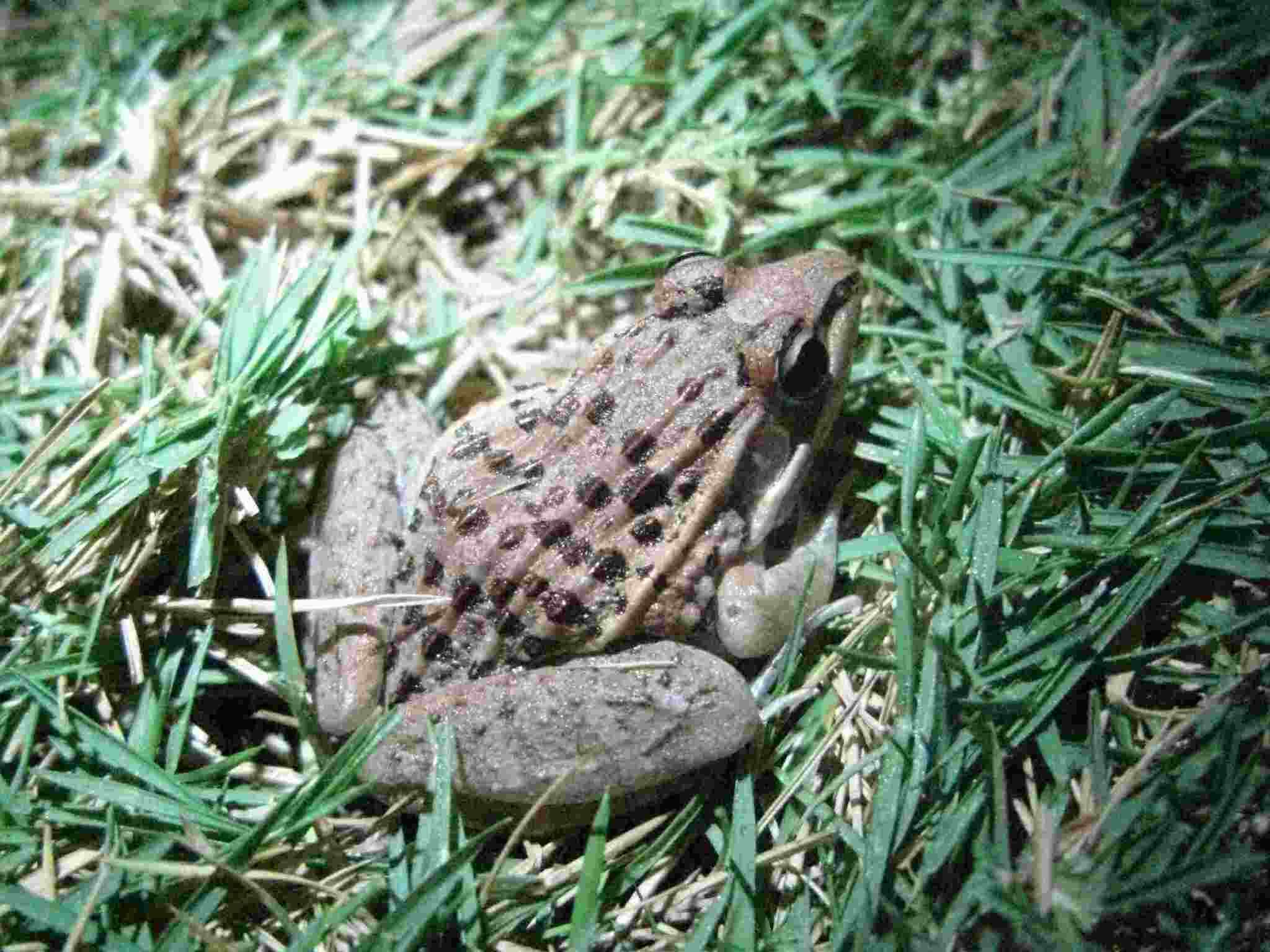 Ptychadena mascareniensis (Duméril & Bibron 1841) resmi