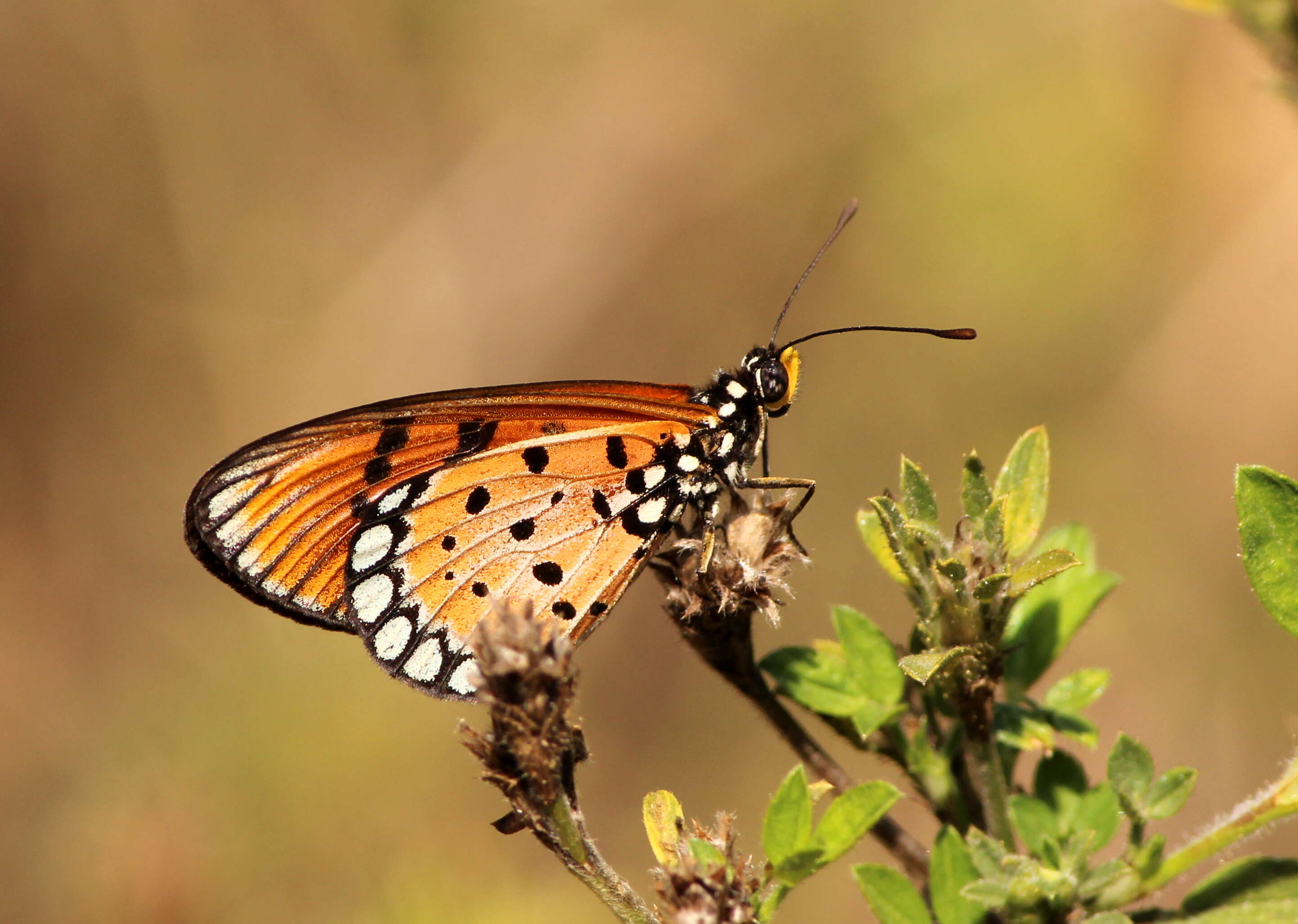 Image of Acraea terpsicore