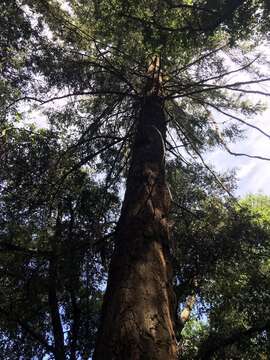 Image of bigcone Douglas-fir