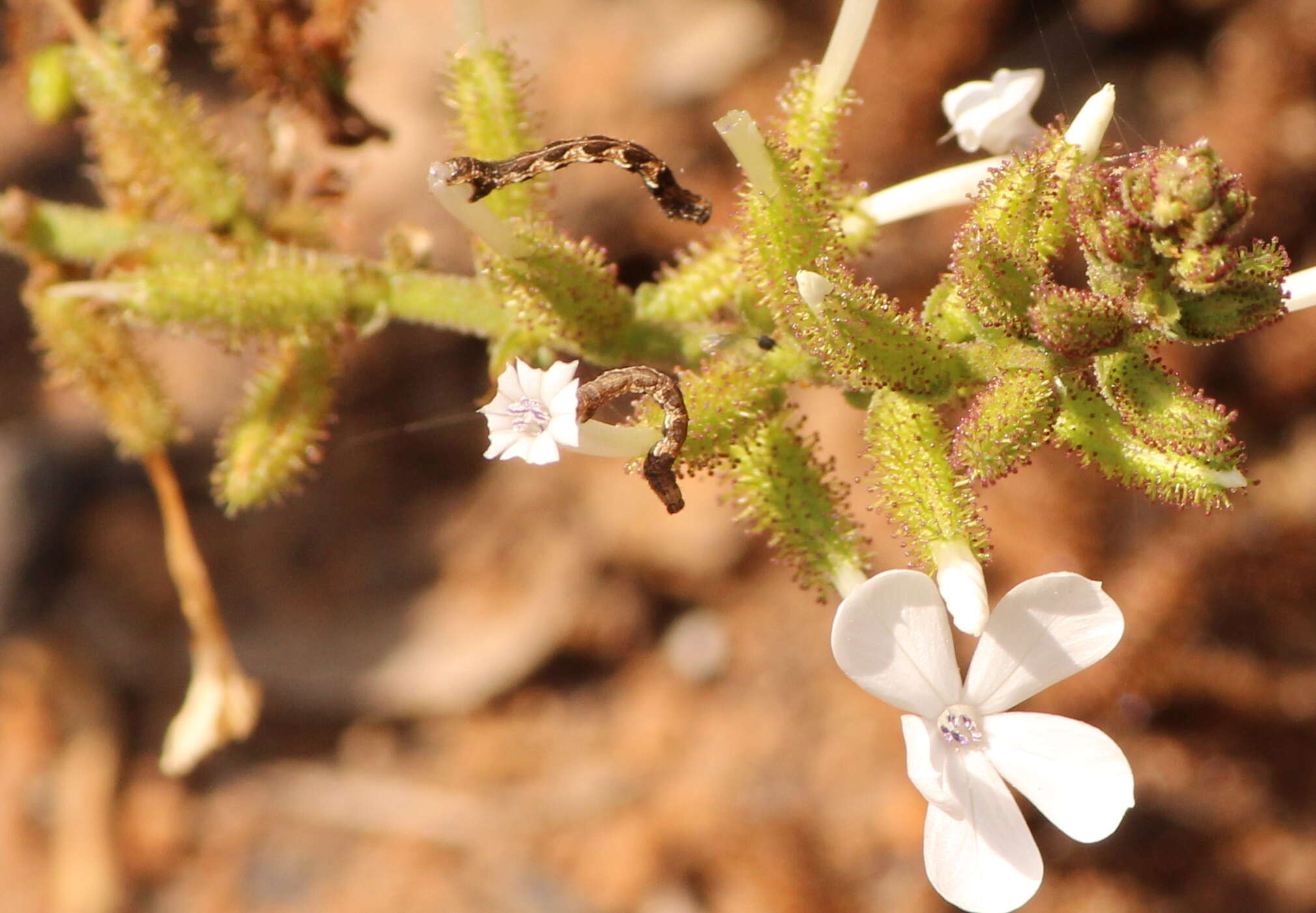 Image of Plumbago europaea L.