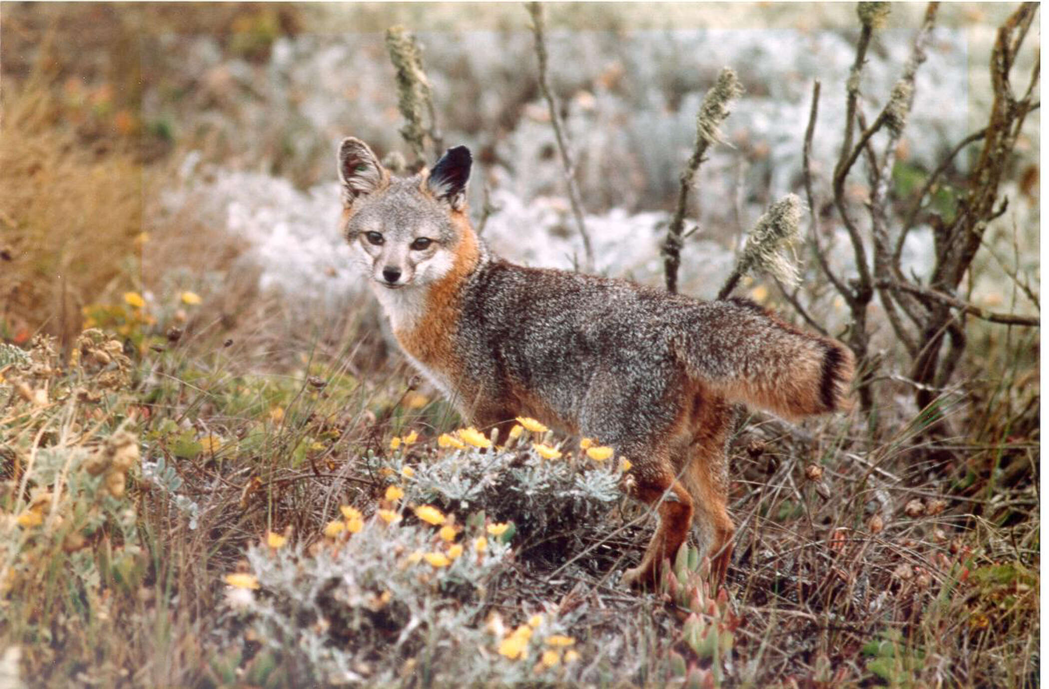 Image de Renard gris insulaire