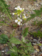 Image of alpine rockcress