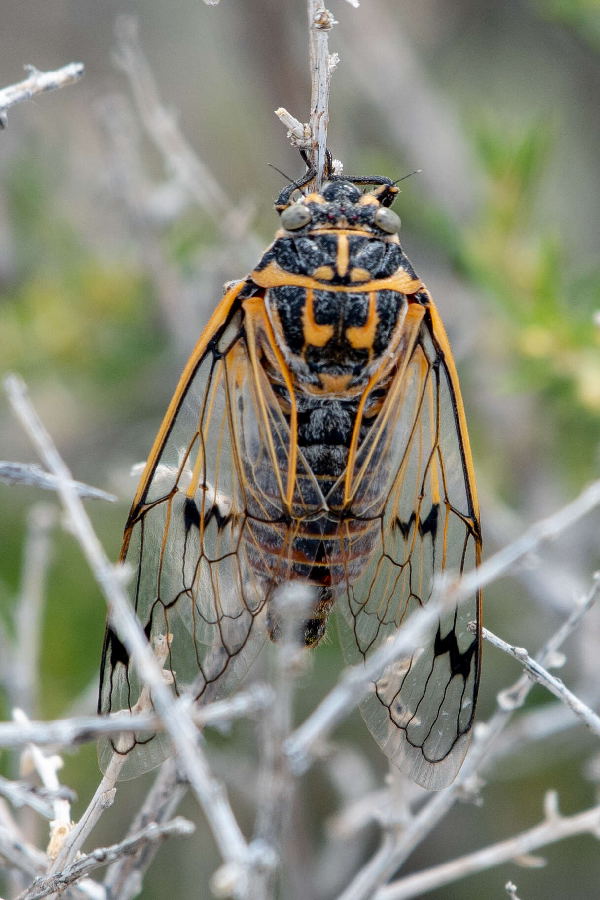 Image de Psalmocharias querula (Pallas 1773)