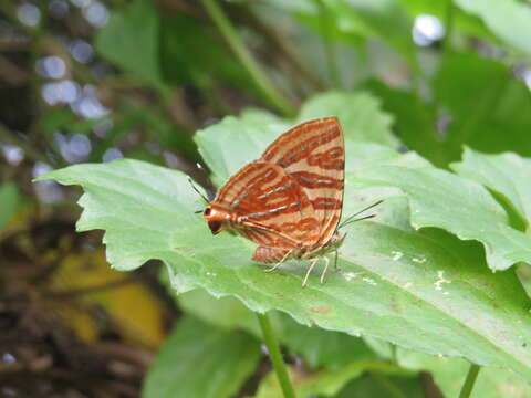 Image of Cigaritis lohita