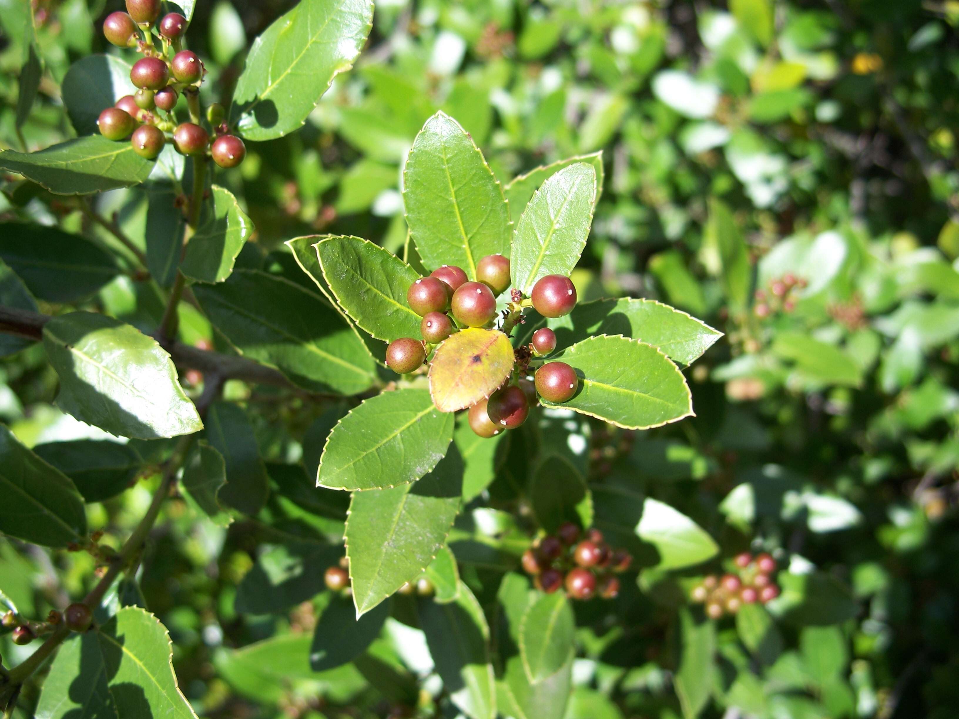 Image of Japanese holly