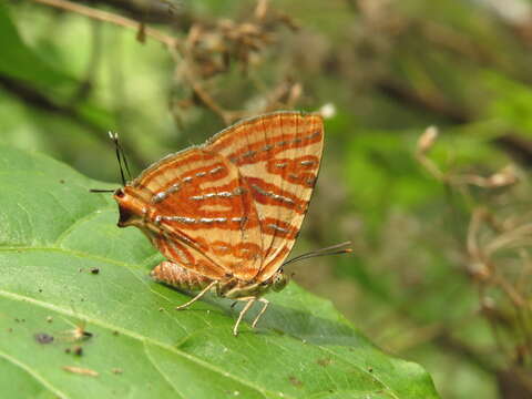 Image of Cigaritis lohita