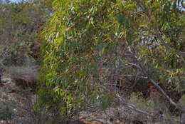 Image of Eucalyptus suberea M. I. H. Brooker & S. D. Hopper