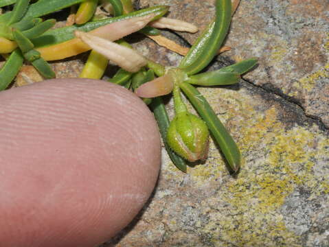 Plancia ëd Spergularia tasmanica (Kindb.) L. G. Adams