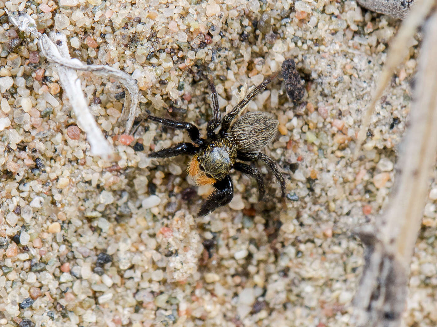 Image of Euophrys uralensis Logunov, Cutler & Marusik 1993