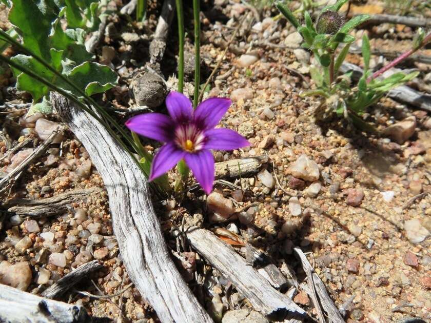 Image of Romulea kamisensis M. P. de Vos