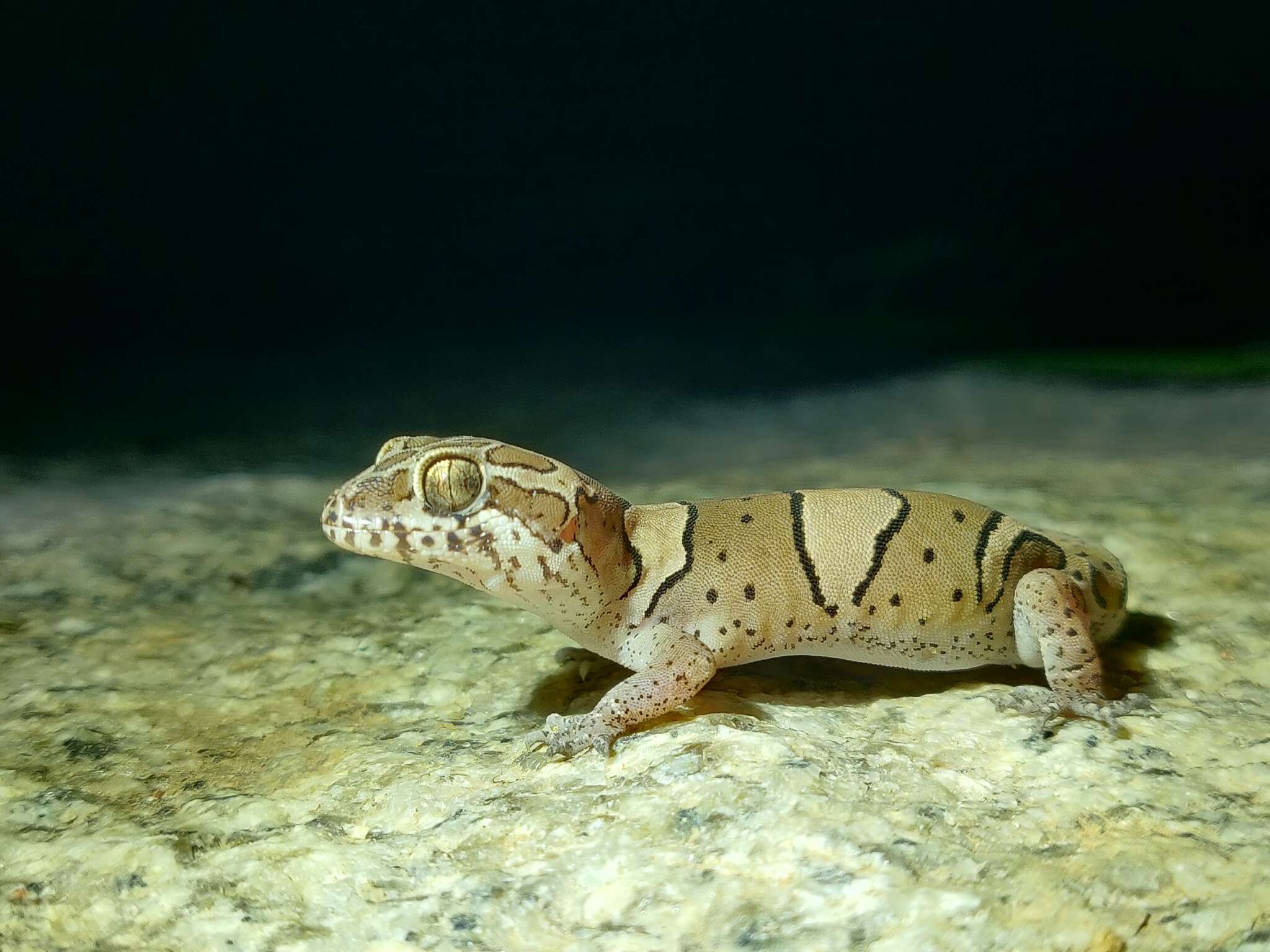 Image of Cyrtodactylus srilekhae Agarwal 2016