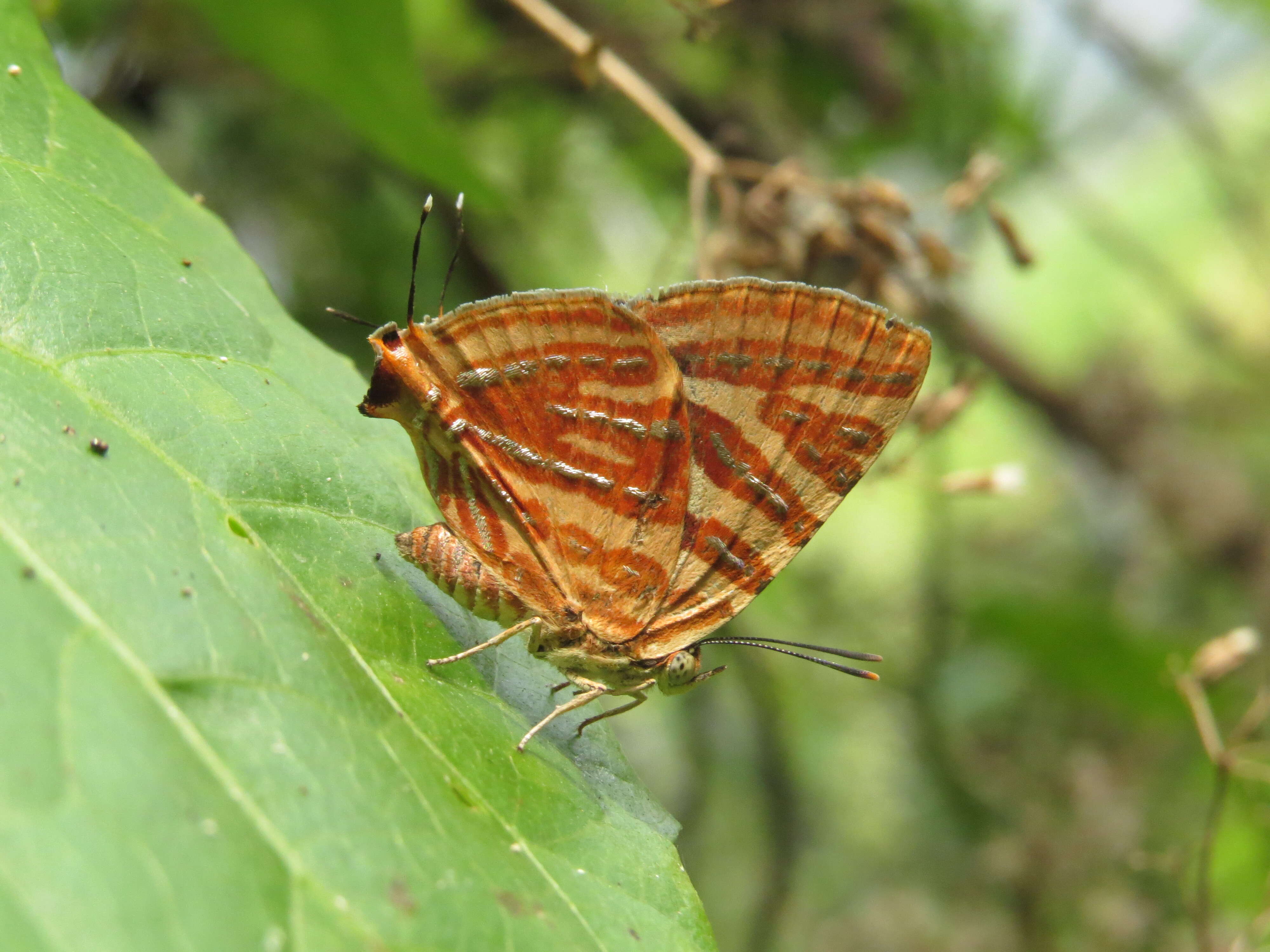 Image of Cigaritis lohita