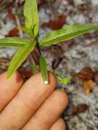 Sivun Asclepias curtissii A. Gray kuva