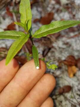 Image of Curtiss' milkweed