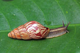 Image of Achatina fulica