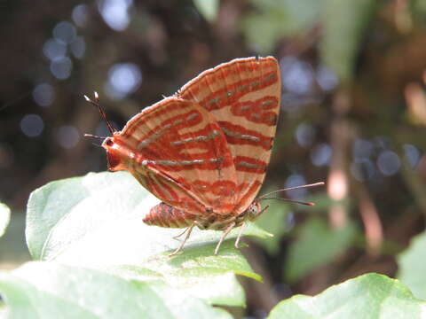 Image of Cigaritis lohita