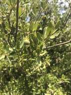 Image of Diospyros lycioides subsp. lycioides