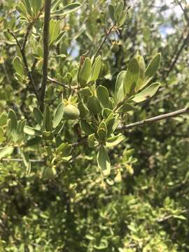 Sivun Diospyros lycioides subsp. lycioides kuva