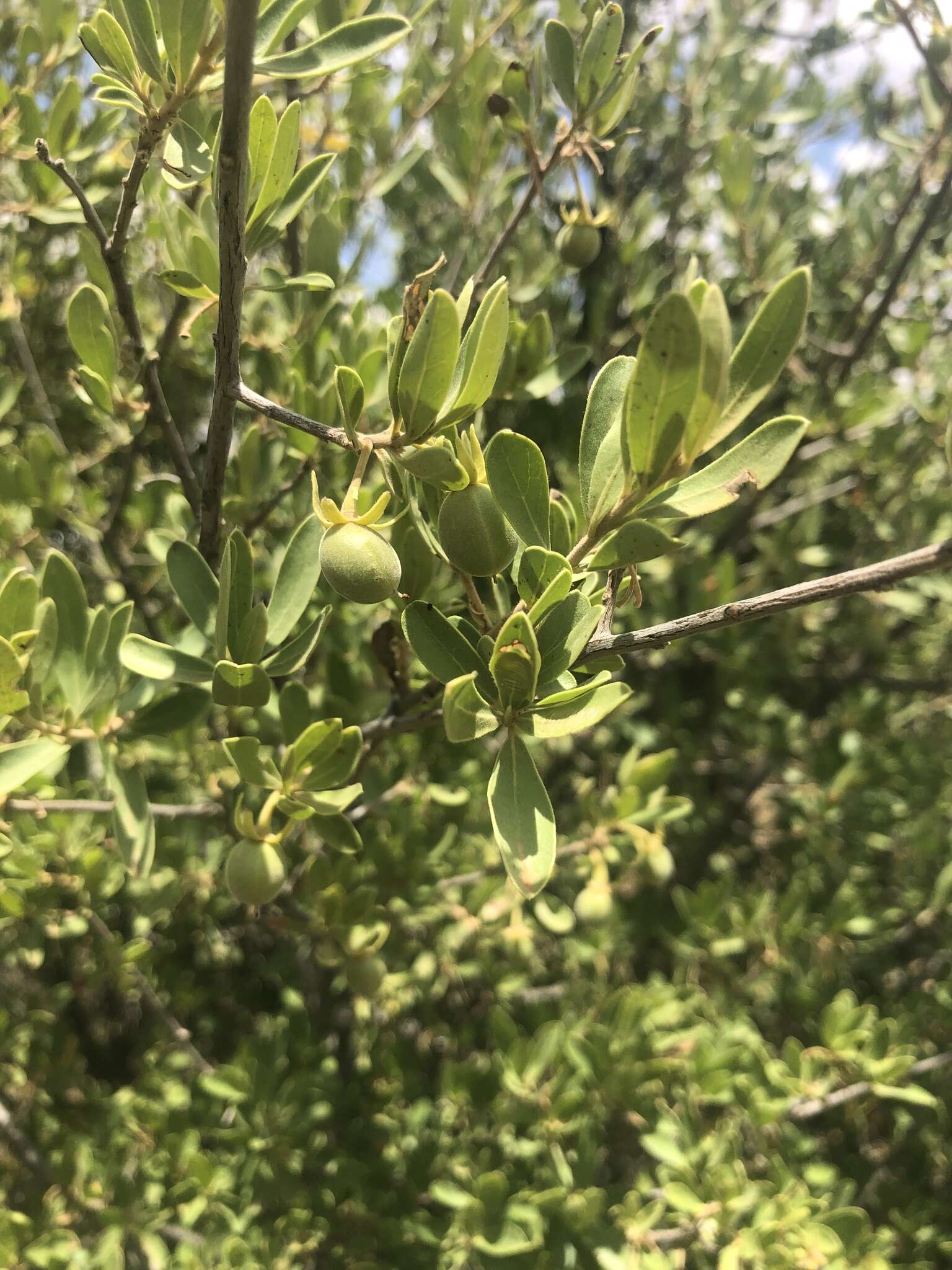 Diospyros lycioides subsp. lycioides的圖片