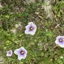 Image of broom cupflower