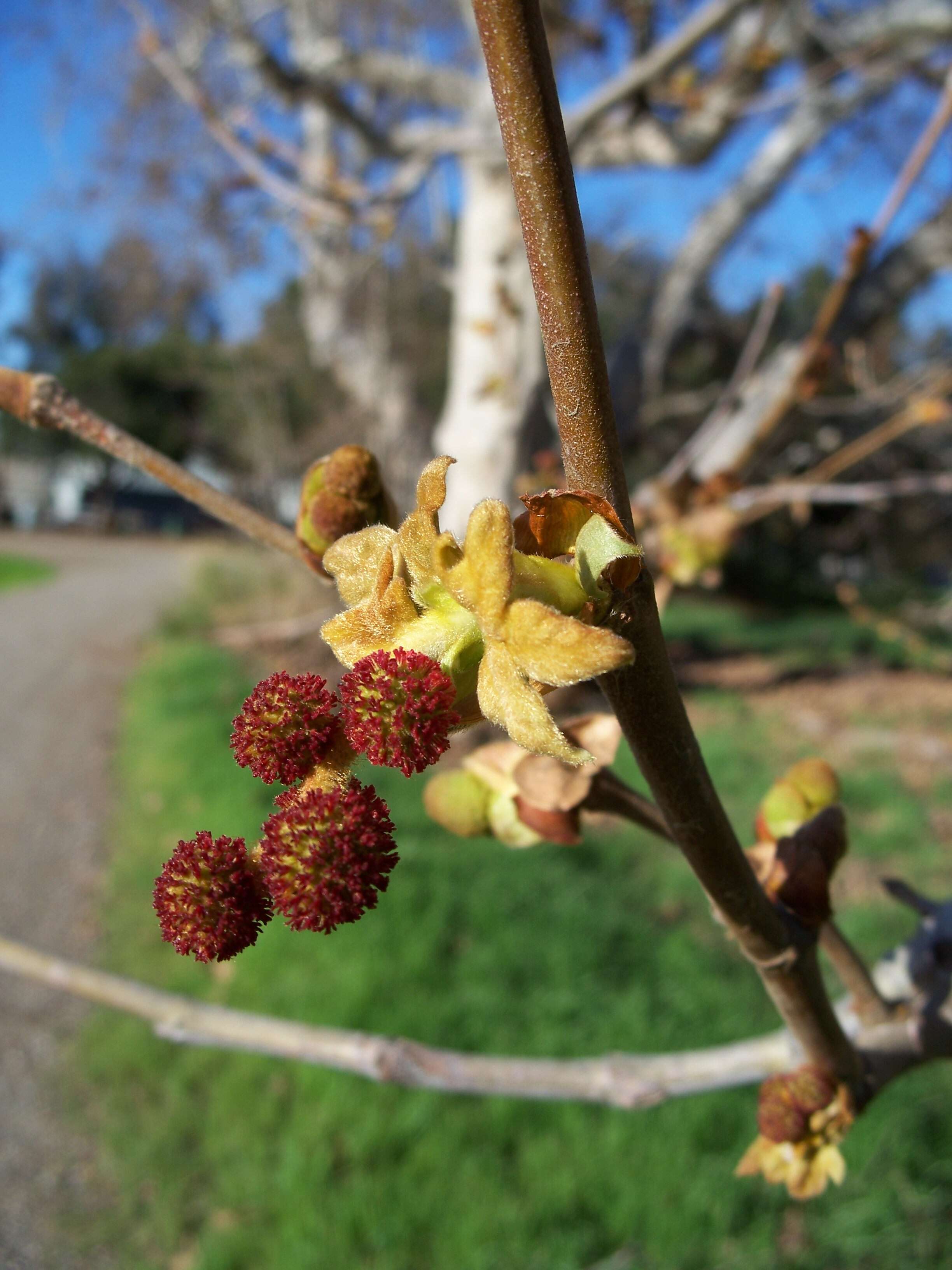 Platanus racemosa Nutt. ex Audubon的圖片