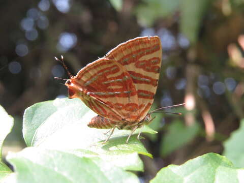 Image of Cigaritis lohita