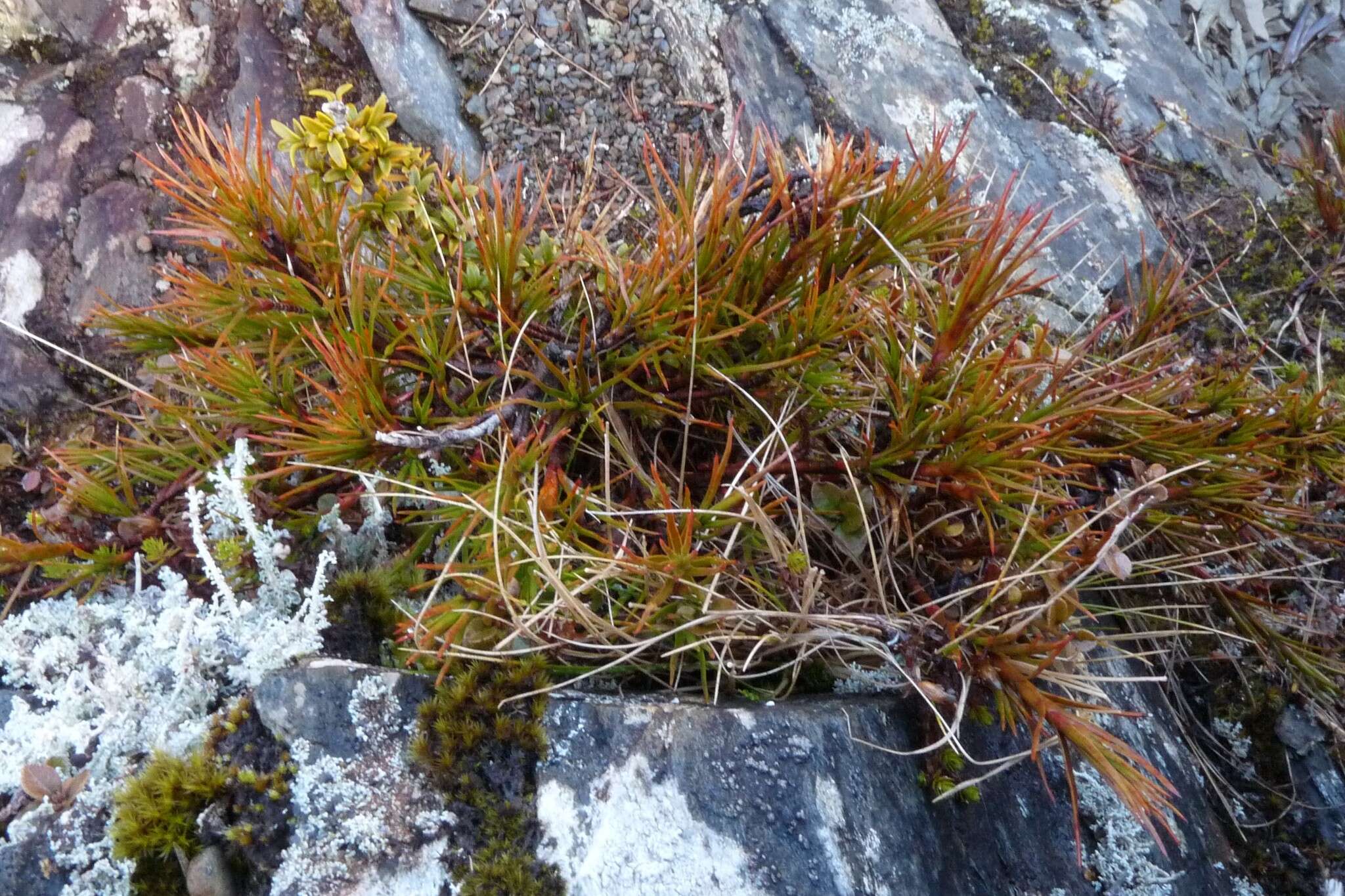 Image de Dracophyllum rosmarinifolium (Forst. fil.) R. Br.