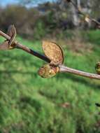 Imagem de Platanus racemosa Nutt. ex Audubon