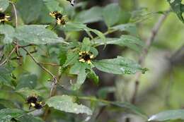 Philactis zinnioides Schrad. resmi