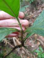 Image of Rothmannia macrophylla (Hook. fil.) Bremek.