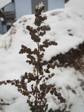 Imagem de Chenopodium album L.