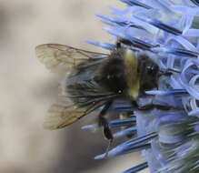 صورة Bombus occidentalis Greene 1858