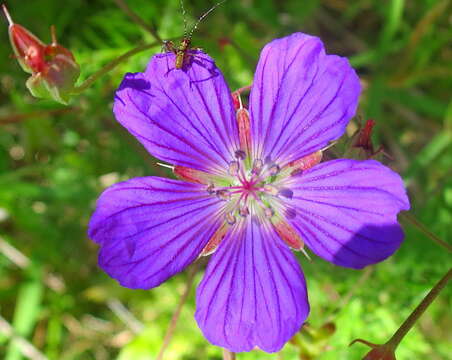 Image of Carpet geranium