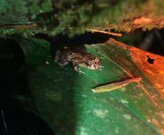 Image of Caretta Robber Frog