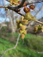 Platanus racemosa Nutt. ex Audubon的圖片