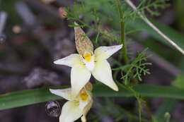 Image de Caladenia flava subsp. maculata Hopper & A. P. Br.