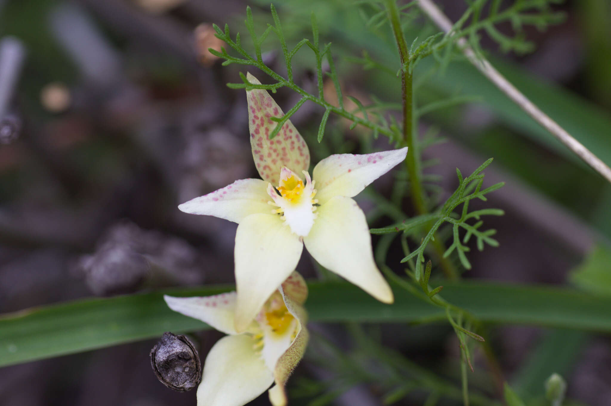 Image de Caladenia flava subsp. maculata Hopper & A. P. Br.