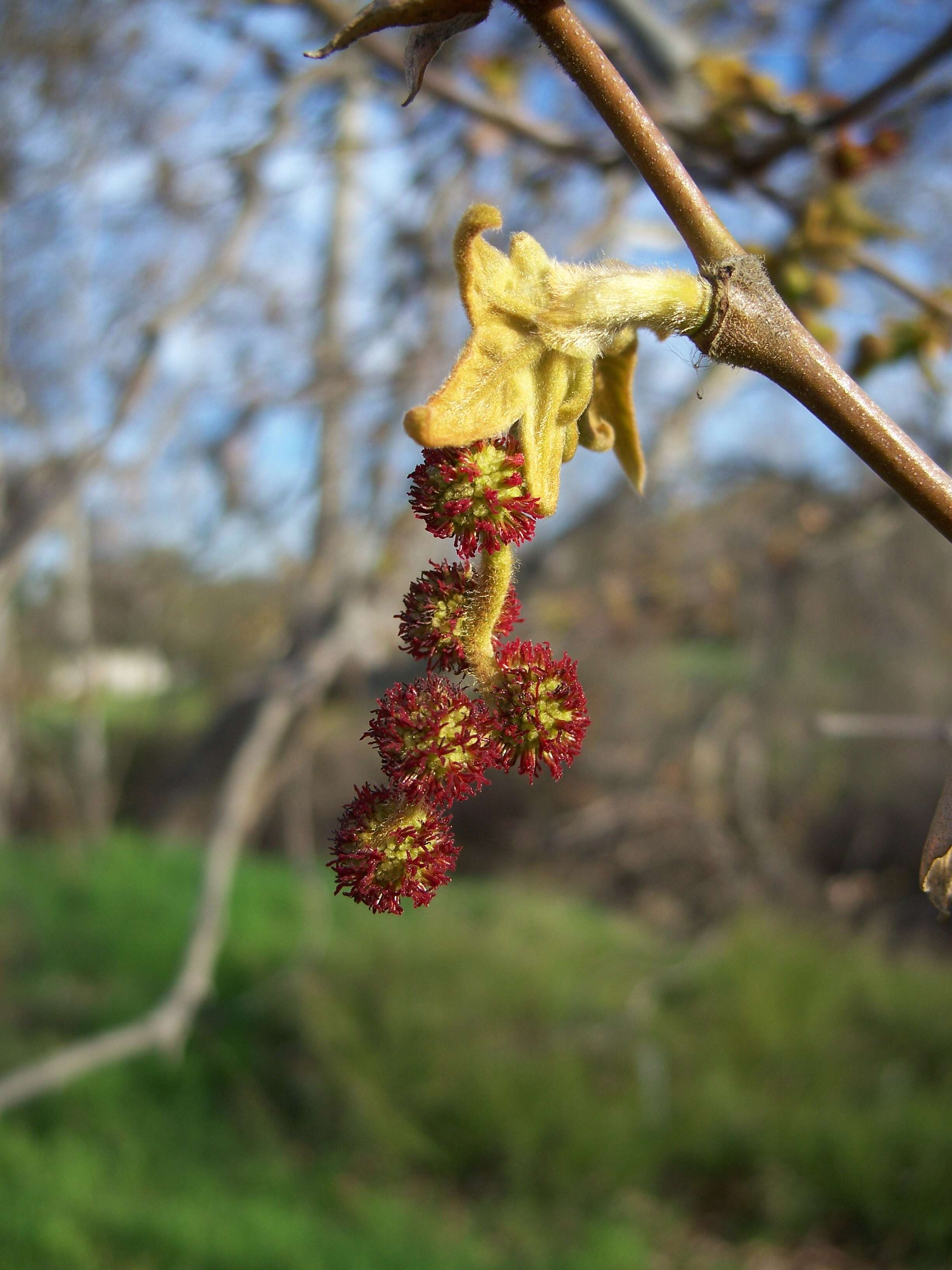 Imagem de Platanus racemosa Nutt. ex Audubon